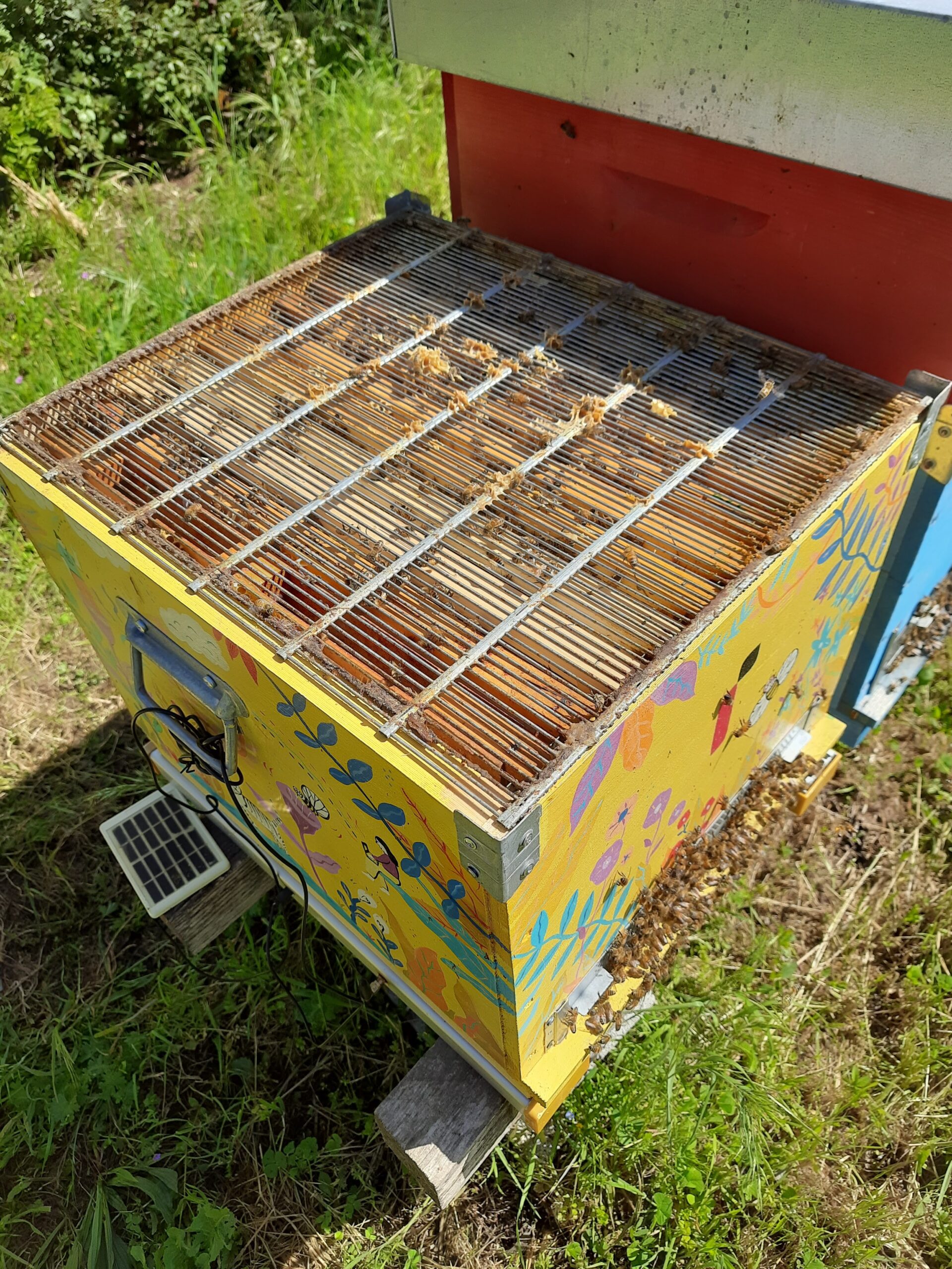 Che cosa fanno le api in primavera