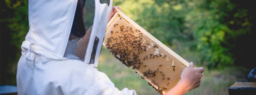 Donna prende api sull'arnia